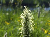 Flowering Meadow foxtail (Alopecurus pratensis)  Flowering Meadow foxtail (Alopecurus pratensis) : meadow foxtail, field foxtail, foxtail, Alopecurus pratensis, grass, grasses, flower, blooming, ear, ears, blade of grass, ear of grass, stamen, stamens, yellow, green, spring, springtime, growth, flowering, in flower