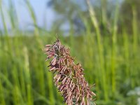 Flowering Meadow foxtail (Alopecurus pratensis)  Flowering Meadow foxtail (Alopecurus pratensis) : meadow foxtail, field foxtail, foxtail, Alopecurus pratensis, grass, grasses, flower, blooming, ear, ears, blade of grass, ear of grass, stamen, stamens, yellow, green, spring, springtime, growth, brown, flowering, in flower