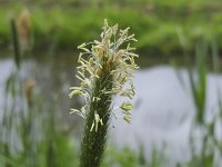 Flowering Meadow foxtail (Alopecurus pratensis)  Flowering Meadow foxtail (Alopecurus pratensis) : Alopecurus pratensis, blade of grass, blooming, ear, ear of grass, ears, field foxtail, flower, flowering in flower, foxtail, grass, grasses, green, growth, meadow foxtail, spring, springtime, stamen, stamens, yellow