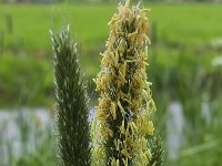 Flowering Meadow foxtail (Alopecurus pratensis)  Flowering Meadow foxtail (Alopecurus pratensis) : 3, Alopecurus pratensis, blade of grass, blooming, ear, ear of grass, ears, field foxtail, flower, flowering in flower, foxtail, grass, grasses, green, growth, meadow foxtail, spring, springtime, stamen, stamens, three, yellow