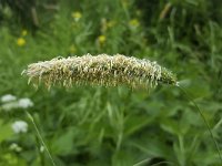 Flowering Meadow foxtail (Alopecurus pratensis)  Flowering Meadow foxtail (Alopecurus pratensis) : Alopecurus pratensis, blade of grass, blooming, ear, ear of grass, ears, field foxtail, flower, flowering in flower, foxtail, grass, grasses, green, growth, meadow foxtail, spring, springtime, stamen, stamens, yellow