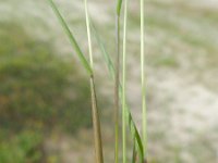 Alopecurus pratensis 26, Grote vossenstaart, Saxifraga-Rutger Barendse