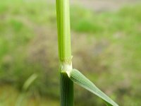 Alopecurus pratensis 6, Grote vossenstaart, Saxifraga-Rutger Barendse