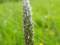 Alopecurus pratensis 7, Grote vossenstaart, Saxifraga-Rutger Barendse