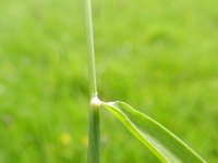 Alopecurus pratensis 8, Grote vossenstaart, Saxifraga-Rutger Barendse