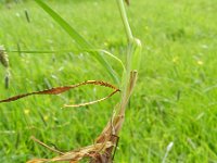 Alopecurus pratensis 9, Grote vossenstaart, Saxifraga-Rutger Barendse