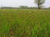 Alopecurus rendlei, Rendle's Meadow Foxtail