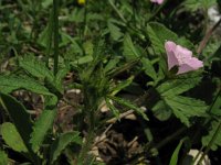 Althaea hirsuta 1, Ruige heemst, Saxifraga-Rutger Barendse