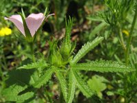 Althaea hirsuta 2, Ruige heemst, Saxifraga-Rutger Barendse