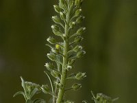 Althaea hirsuta 3, Ruige heemst, Saxifraga-Marijke Verhagen