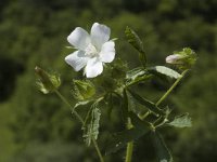 Althaea hirsuta 4, Ruige heemst, Saxifraga-Marijke Verhagen