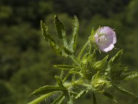 Althaea hirsuta 5, Ruige heemst, Saxifraga-Marijke Verhagen