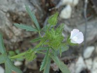 Althaea hirsuta 6, Ruige heemst, Saxifraga-Jan van der Straaten