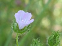 Althaea hirsuta 7, Ruige heemst, Saxifraga-Jasenka Topic