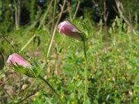 Althaea hirsuta 8, Ruige heemst, Saxifraga-Rutger Barendse