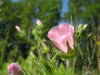 Althaea hirsuta 9, Ruige heemst, Saxifraga-Rutger Barendse