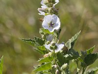 Althaea officinalis 46, Heemst, Saxifraga-Jan Nijendijktif