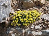 Alyssum alpestre 4, Saxifraga-Luuk Vermeer