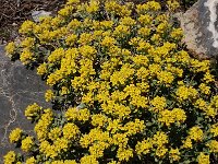 Alyssum alpestre 7, Saxifraga-Harry Jans