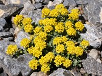 Alyssum alpestre 8, Saxifraga-Harry Jans