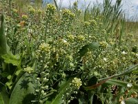 Alyssum alyssoides 10, Bleek schildzaad, Saxifraga-Ed Stikvoort