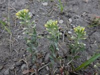 Alyssum alyssoides 9, Bleek schildzaad, Saxifraga-Ed Stikvoort