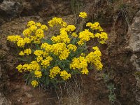 Alyssum montanum 11 Bergschildzaad, Saxifraga-Willem van Kruijsbergen