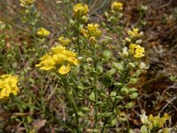 Alyssum montanum 16, Bergschildzaad, Saxifraga-Ed Stikvoort