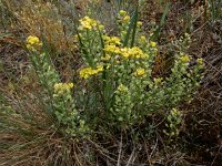 Alyssum montanum 17, Bergschildzaad, Saxifraga-Ed Stikvoort