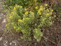 Alyssum montanum 21, Bergschildzaad, Saxifraga-Ed Stikvoort