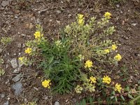 Alyssum montanum 23, Bergschildzaad, Saxifraga-Ed Stikvoort