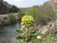 Alyssum montanum 4, Bergschildzaad, Saxifraga-Jasenka Topic