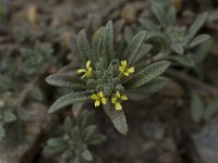 Alyssum simplex 5, Saxifraga-Willem van Kruijsbergen