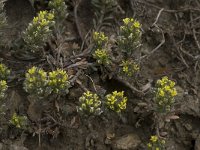 Alyssum simplex 7, Saxifraga-Willem van Kruijsbergen