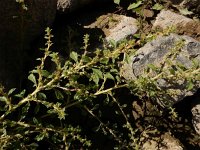 Amaranthus albus 15, Witte amarant, Saxifraga-Ed Stikvoort