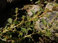 Amaranthus albus 17, Witte amarant, Saxifraga-Ed Stikvoort