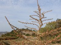 Amaranthus albus 18, Witte amarant, Saxifraga-Ed Stikvoort