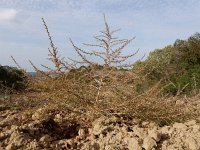 Amaranthus albus 19, Witte amarant, Saxifraga-Ed Stikvoort