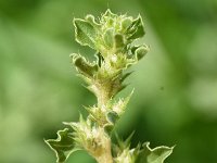 Amaranthus albus 20, Witte amarant, Saxifraga-Sonja Bouwman  808. Witte amarant - Amaranthus albus - Amaranthaceae familie (i)