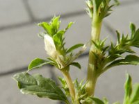 Amaranthus albus 5, Witte amarant, Saxifraga-Rutger Barendse