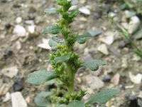 Amaranthus albus 1, Witte amarant, Saxifraga-Rutger Barendse