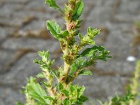 Amaranthus albus 10, Witte amarant, Saxifraga-Ed Stikvoort