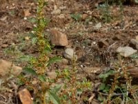 Amaranthus albus 11, Witte amarant, Saxifraga-Ed Stikvoort