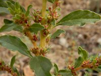 Amaranthus albus 12, Witte amarant, Saxifraga-Ed Stikvoort