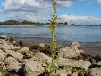 Amaranthus albus 14, Witte amarant, Saxifraga-Ed Stikvoort