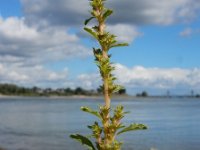 Amaranthus albus 16, Witte amarant, Saxifraga-Ed Stikvoort