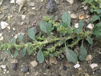 Amaranthus albus 2, Witte amarant, Saxifraga-Rutger Barendse