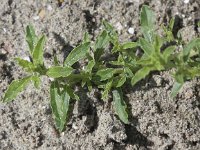 Amaranthus albus 3, Witte amarant, Saxifraga-Peter Meininger