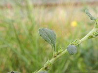 Amaranthus albus 6, Witte amarant, Saxifraga-Rutger Barendse