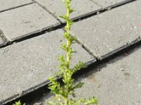 Amaranthus albus 7, Witte amarant, Saxifraga-Rutger Barendse